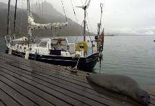 a young elephant seal shares the dock with us in Grytviken