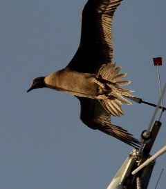 a juvenile booby tries to land on the mast top