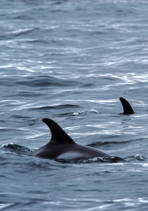2 white-beaked dolphins