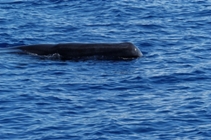 a Sperm Whale surfaces just ahead of us