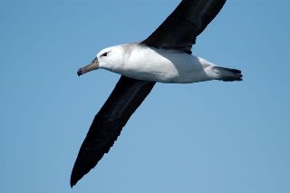 a black-browed albatross flying