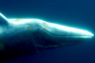 eye to eye with an Antarctic minke whale