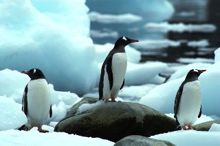 3 gentoo penguins struggle across the ice