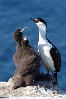 Imperial Shag with two chicks