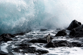 a chinstrap penguin races a breaking wave