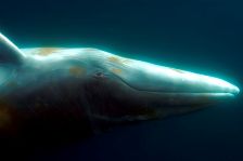 antarctic minke whale