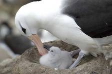 a black-browed albatross tends a new chick