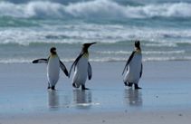 3 King penguins walking on the beach