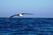 A Black-browed albatross