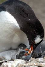 A Gentoo penguin with 2 tiny chicks