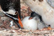 A Gentoo penguin with a new hatched chick & an egg
