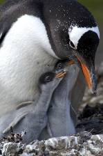 A Gentoo penguin with 2 hungry chicks