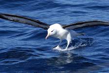 a Black-browed albatross landing on the water