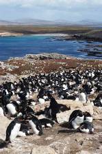 A colony of Rockhopper penguins on Pebble Island