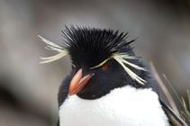 close-up of Rockhopper penguin