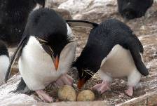 a pair of Rockhopper penguins changing nest duty