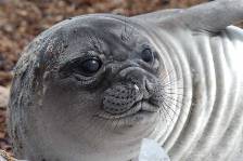 a Southern Elephant seal weanling