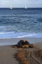 a green turtle returns to the sea after nesting