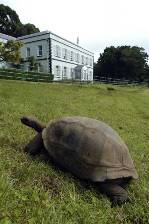 the governors mansion on St Helena with a giant tortoise in the garden