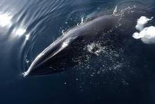 a minke whale surfaces beside us