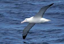 a wandering albatross skims the waves