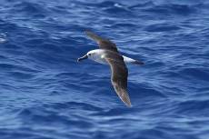 a yellow nosed albatross skims the waves