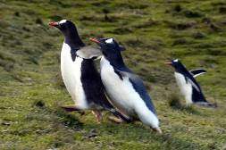 a determined gentoo chick chases it parent to receive food