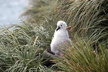 a grey-headed albatross chick waits for a feed