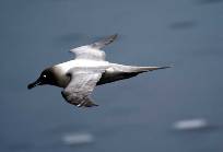a light-mantled sooty albatross flying