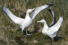 a pair of Wandering albatrosses engaged in an elegant courtship dance