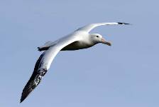a Wandering albatross soaring in the wind