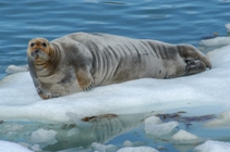 a Bearded Seal hauled out on ice