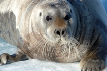 face to face with a Bearded Seal