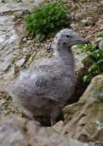 young Glaucous Gull