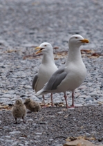 Glaucous Gulls with chicks
