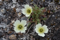 Svalbard Poppy
