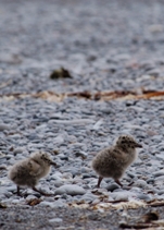 very young Glaucous Gull chicks