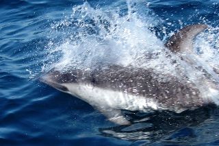 a Peales dolphin
