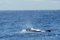 a Sperm Whale blows as it surfaces
