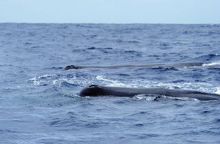 2 sperm whales at the surface