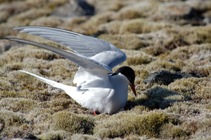 Arctic Tern settling on nest