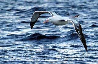 an immature Wandering Albatross soars past