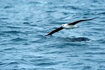 an endangered Black-browed albatross skims the waves