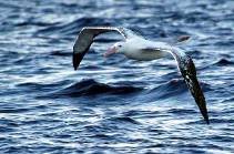 an immature Wandering albatross skims the waves